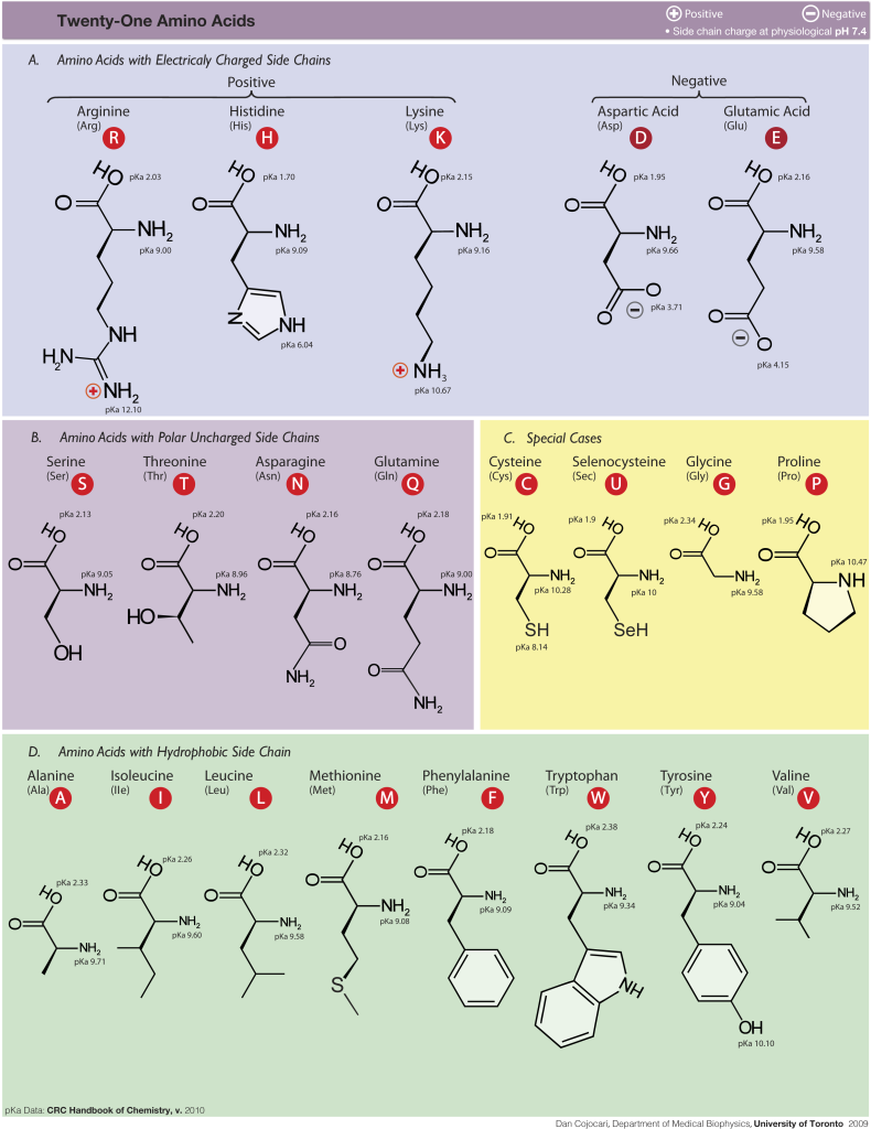 amino acid supplements